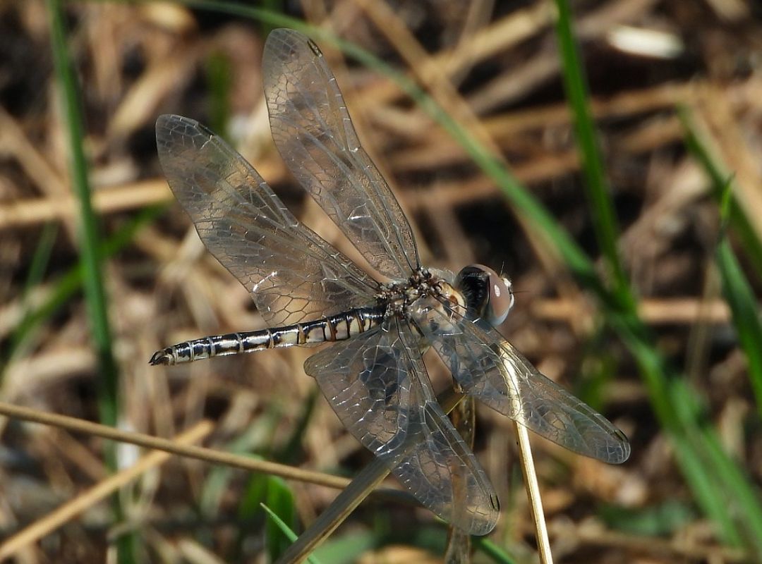 Selysiothemis nigra  - Paolo Marotto