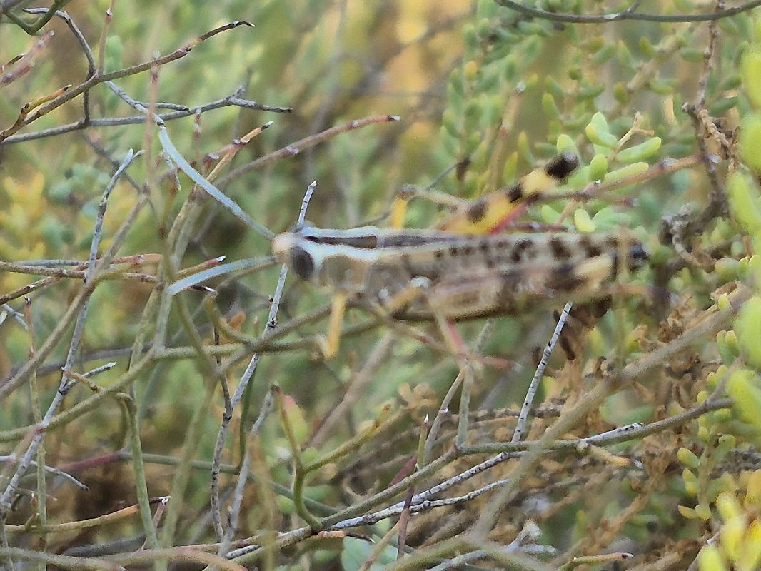 Heteracris adspersa  - César Piñol Baena