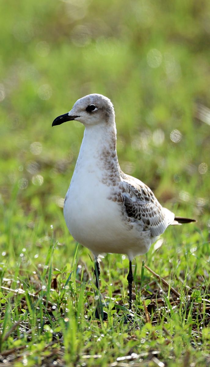 Mouette mélanocéphale  - Manuel Hinteregger