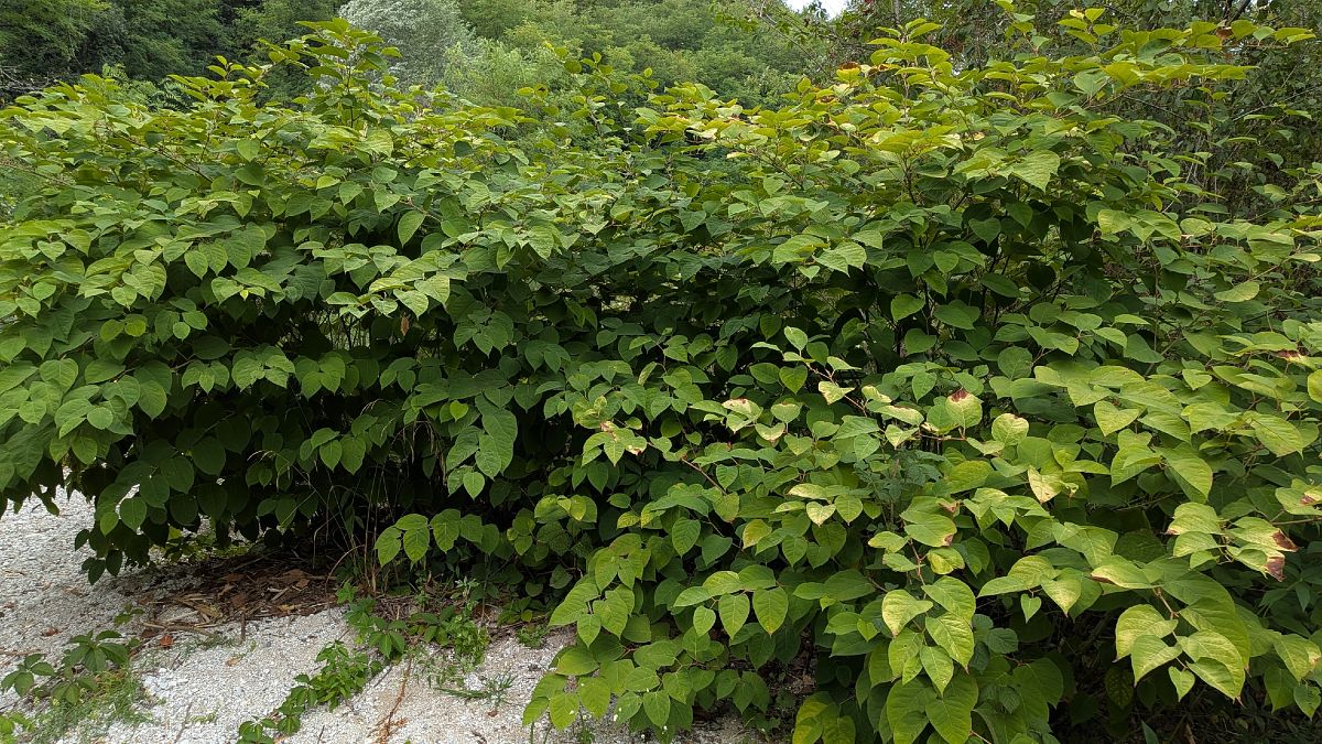 Fallopia japonica  - Paolo Del Mestre (FVG)