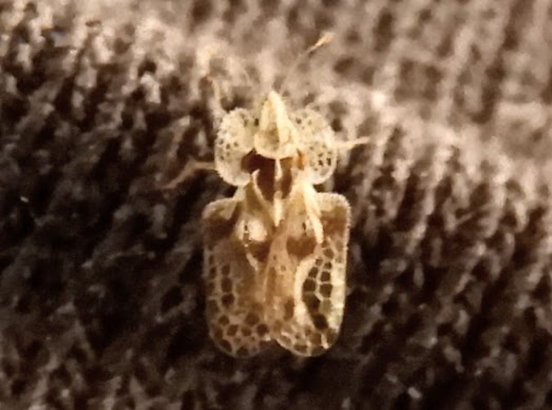 Corythucha ciliata  - Massimo Tassinari