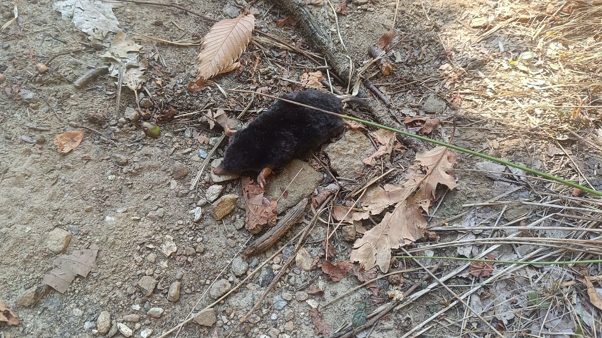 Talpa sp. 