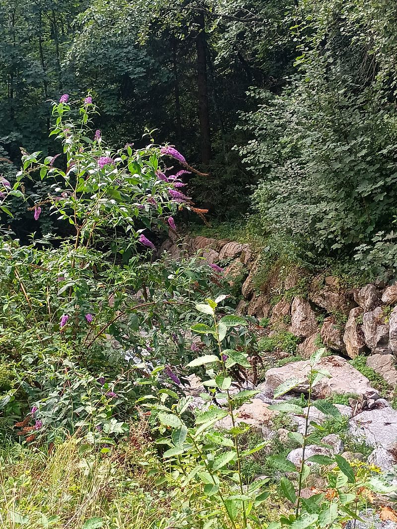 Buddleja davidii  - Anna Carpanelli (FVG)
