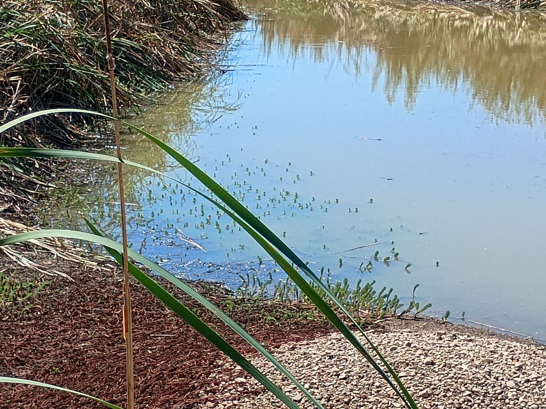 Myriophyllum aquaticum  - Anna Carpanelli (FVG)
