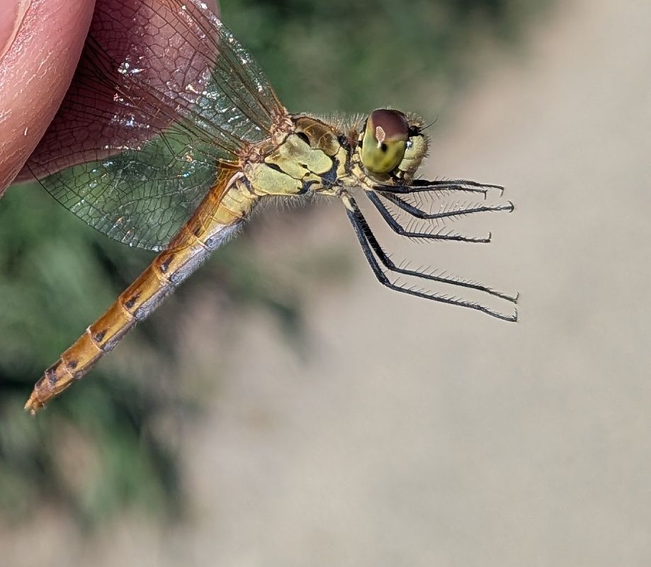 Sympetrum depressiusculum  - Andrea Verdelli