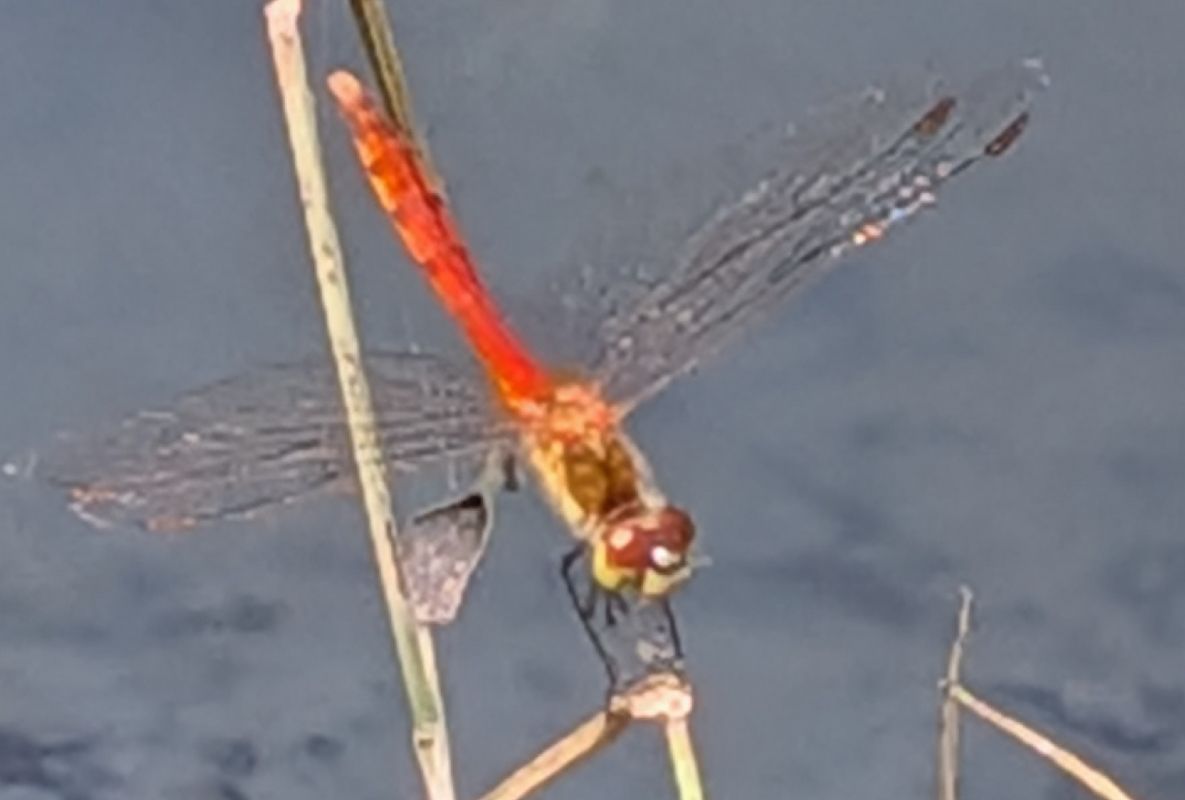 Sympetrum depressiusculum  - Andrea Verdelli