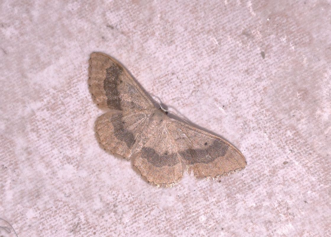 Idaea aversata  - Mirko Tomasi