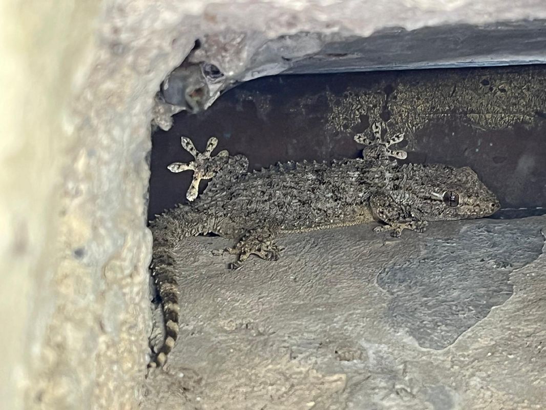 Moorish Gecko  - Tiziano Fiorenza (FVG)