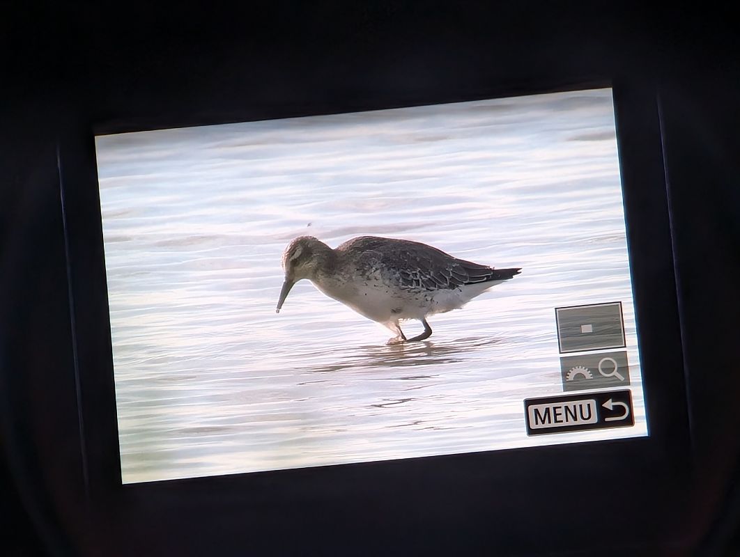 Red Knot  - Oliver Drescher