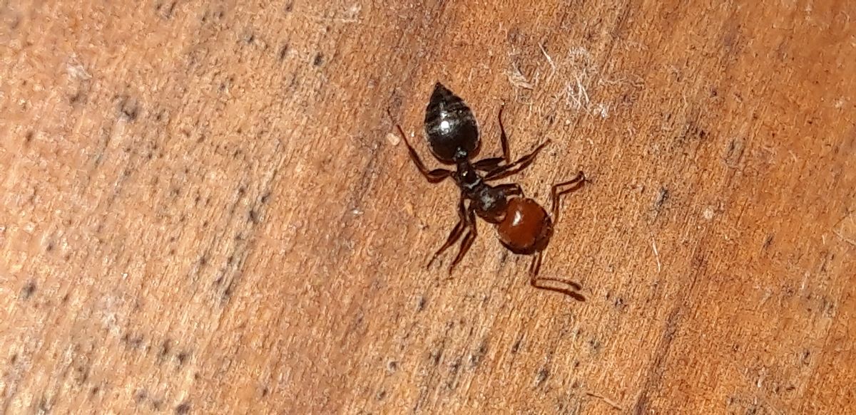 Crematogaster scutellaris  - Michele Cento