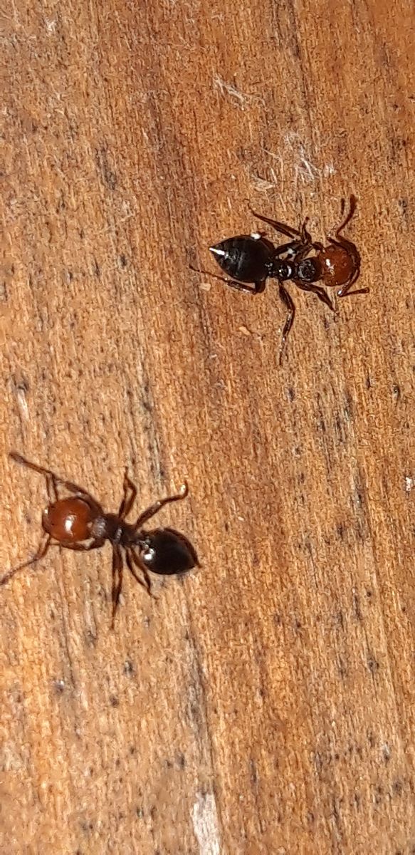 Crematogaster scutellaris  - Michele Cento