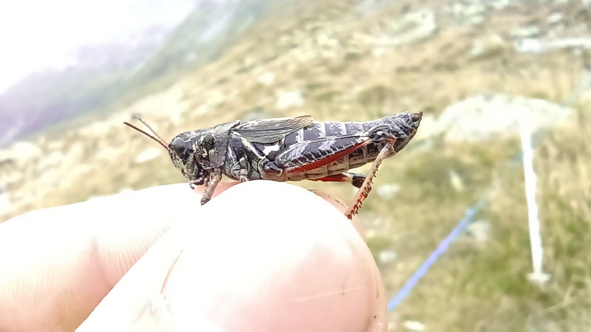 Bohemanella frigida  - Clemens H