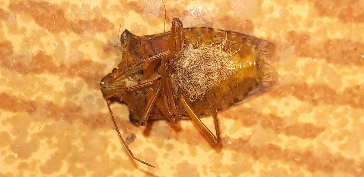 Pentatoma rufipes  - Michele Cento