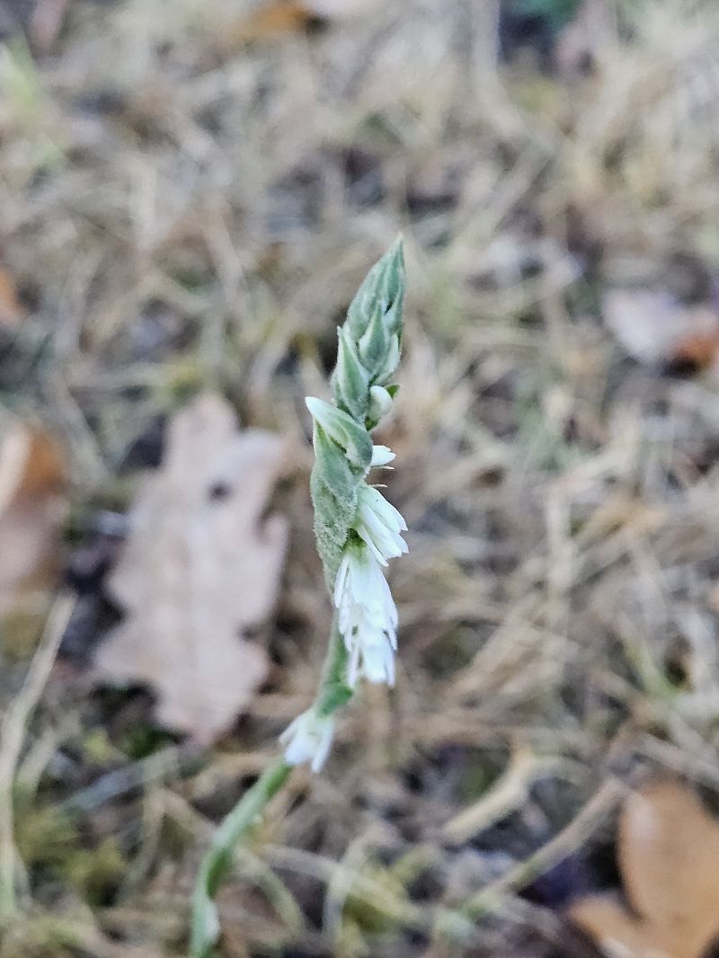 Spiranthes spiralis  - Didier Godreau
