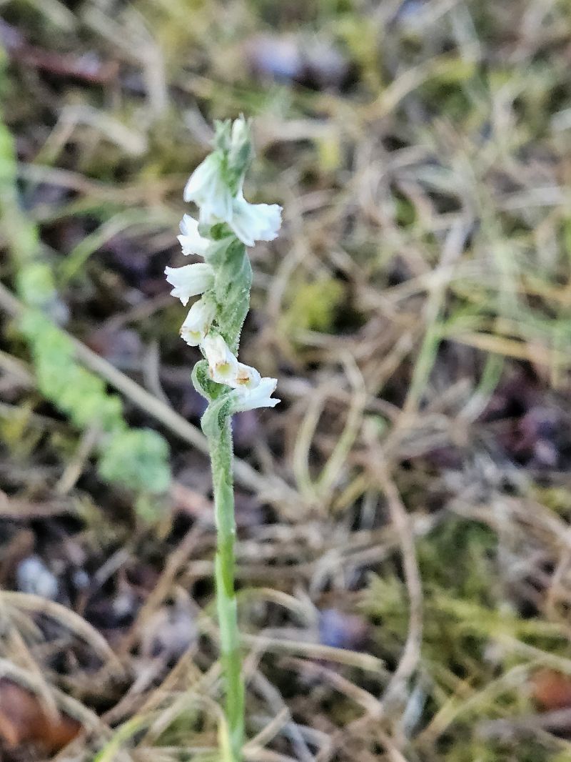 Spiranthes spiralis  - Didier Godreau