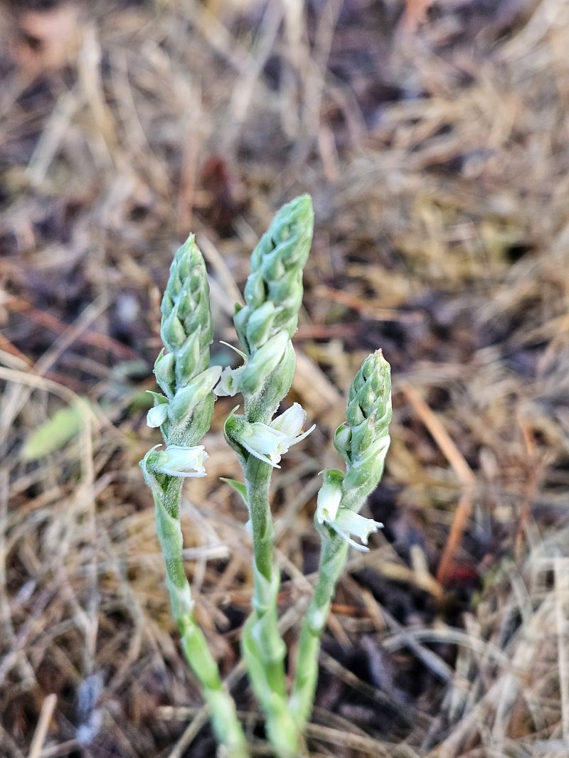Spiranthes spiralis  - Didier Godreau