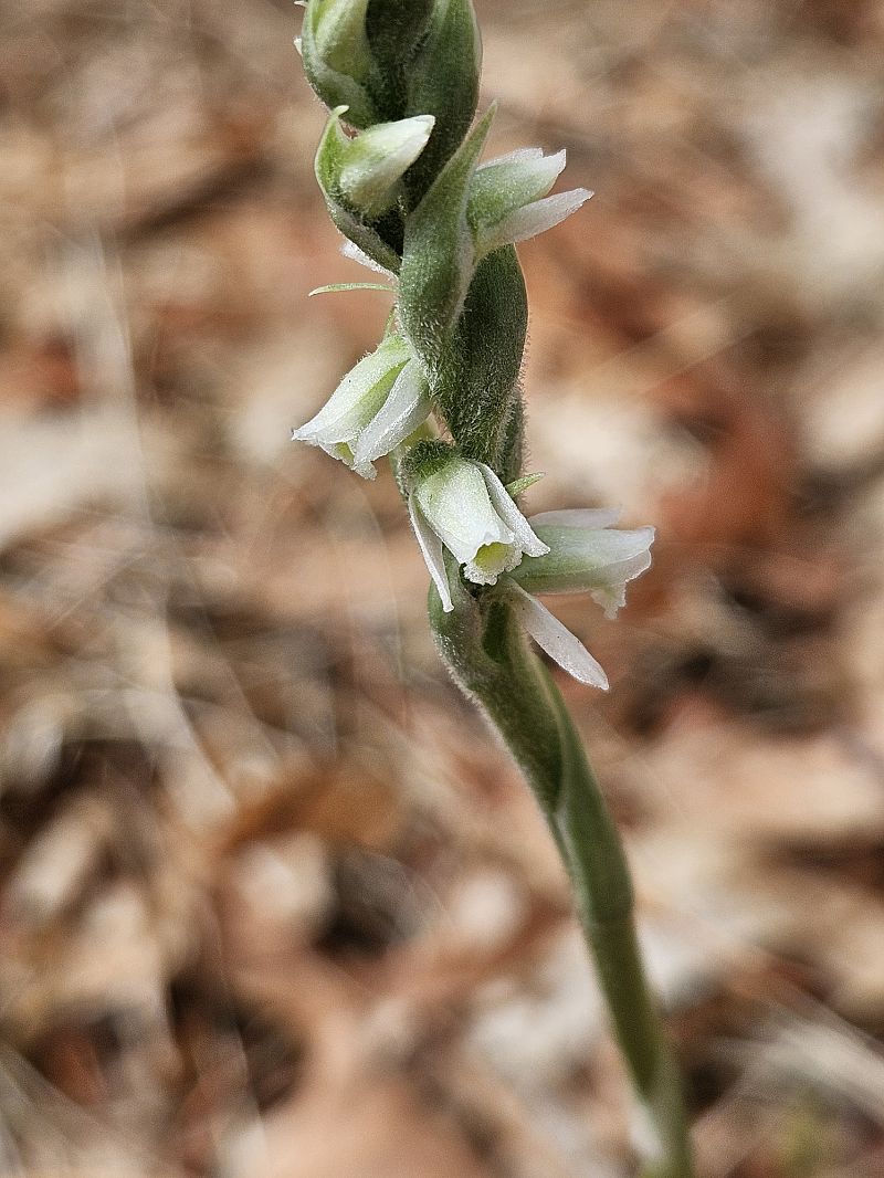Spiranthes spiralis  - Didier Godreau
