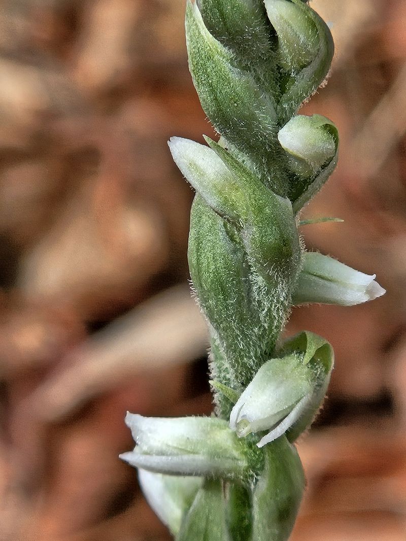 Spiranthes spiralis  - Didier Godreau