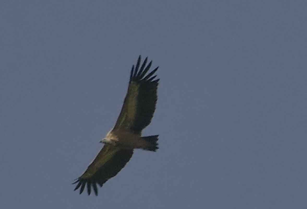 Vautour fauve  - Joachim Anger