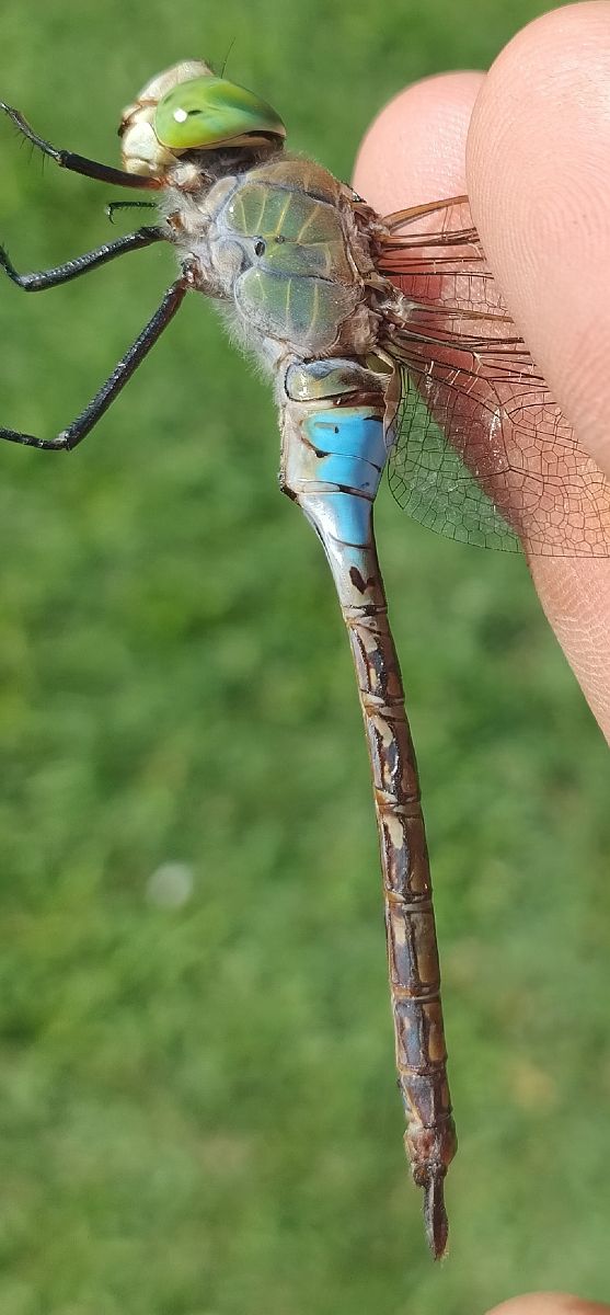 Anax parthenope  - Battisti Andrea