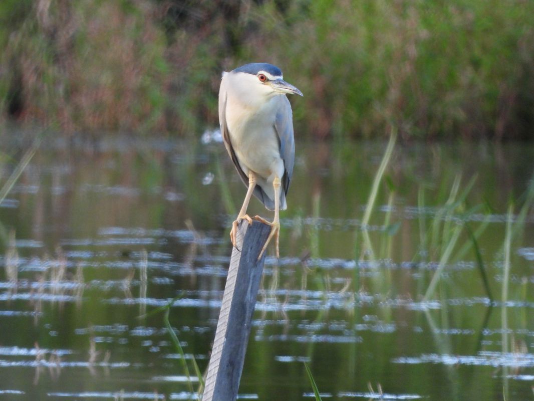 Black-crowned Night Heron  - Janusz Gajdas
