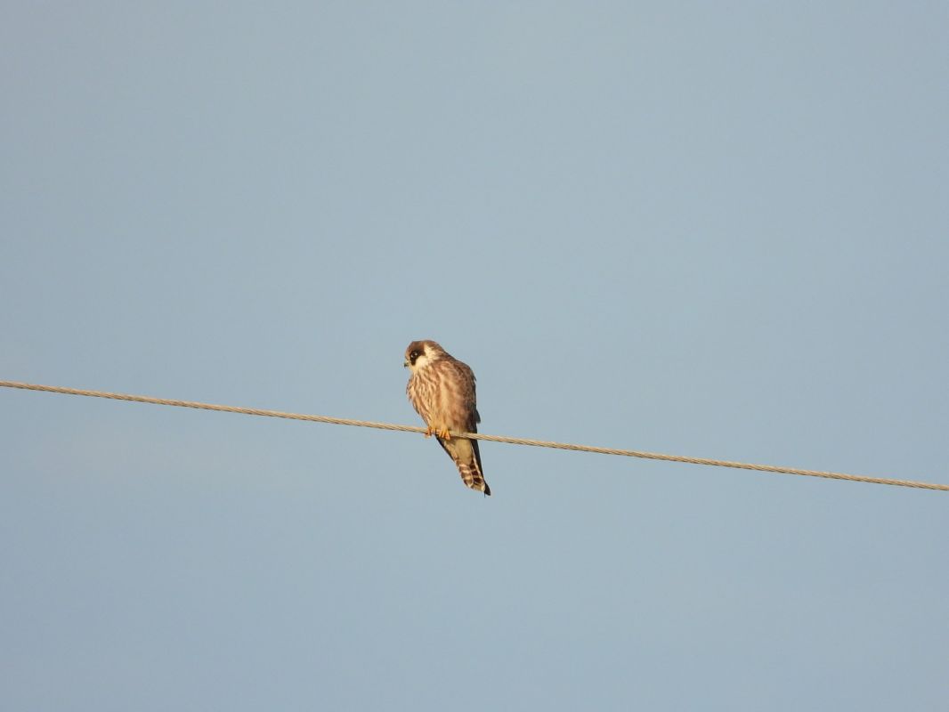 Red-footed Falcon  - Adrian Dudkiewicz