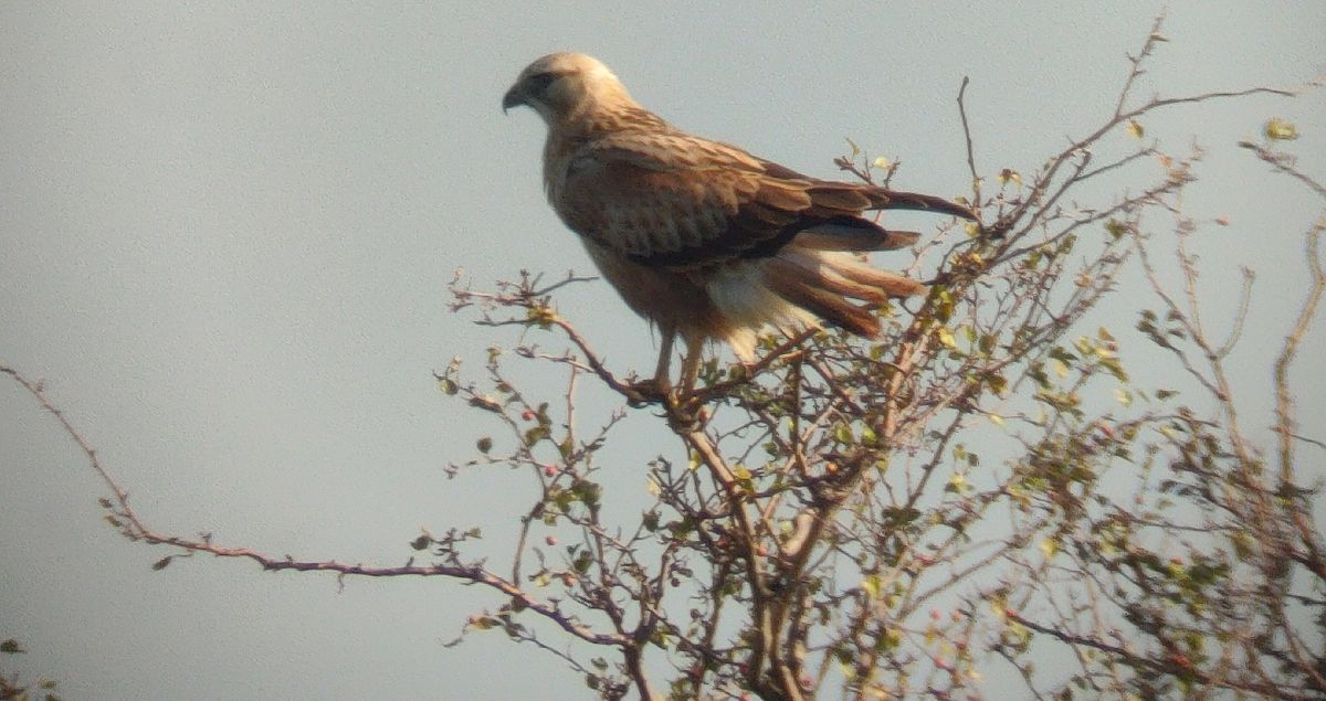 Long-legged Buzzard  - Łukasz Wawrzyniak