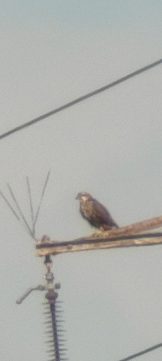 Saker Falcon  - Łukasz Wawrzyniak