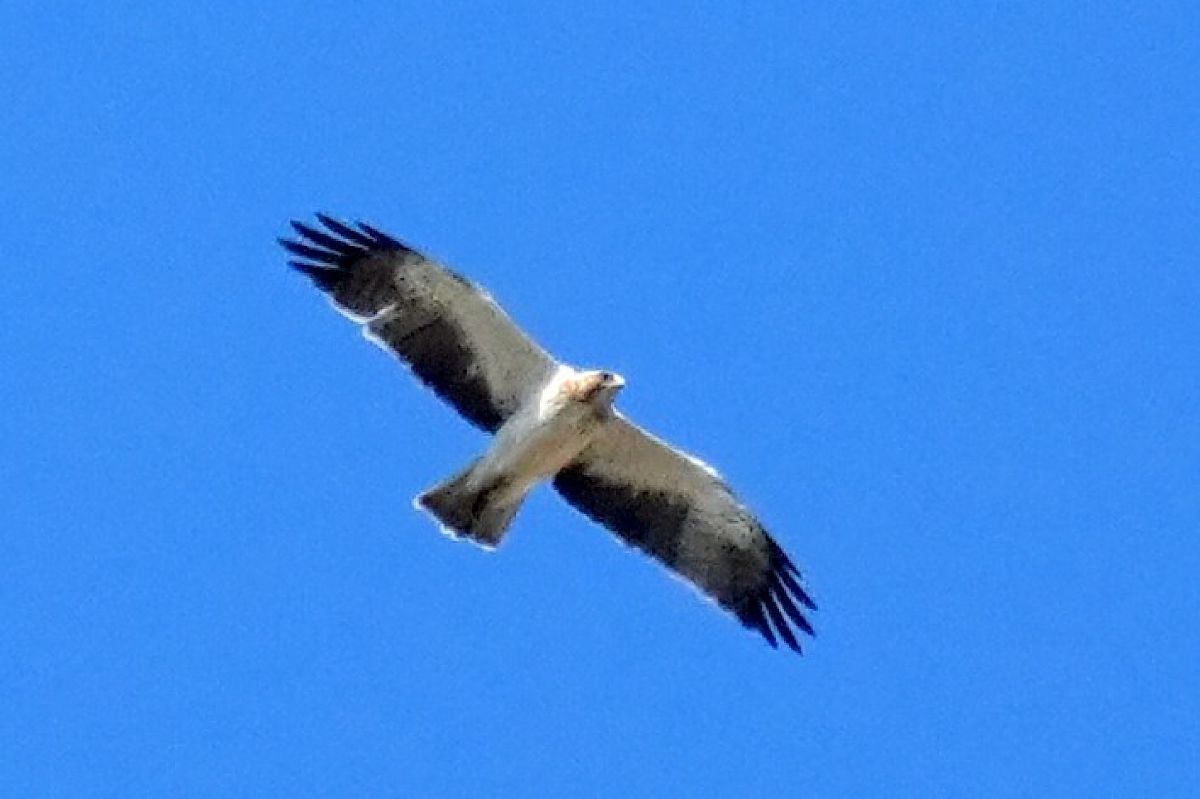 Booted Eagle  - Jakub Bednarek