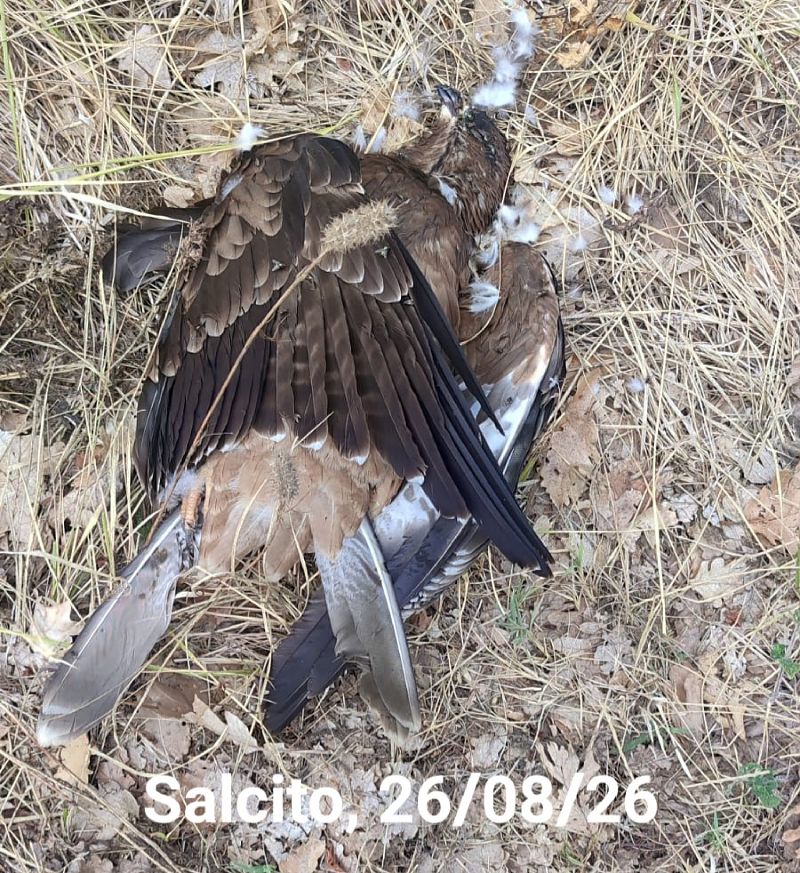 Falco pecchiaiolo  - Nicola Norante
