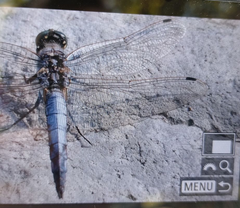 Orthetrum cancellatum  - Battisti Andrea