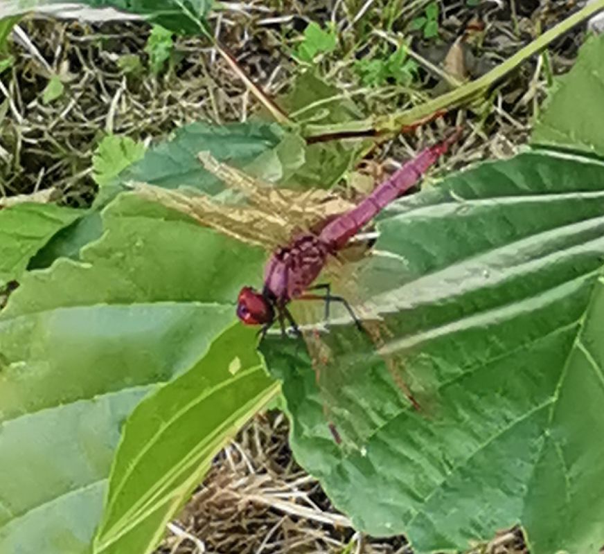Trithemis annulata  - Piero Bonvicini