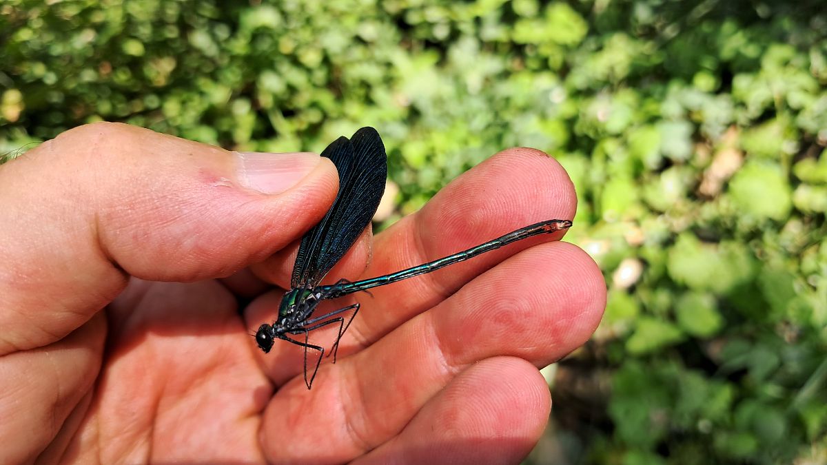 Calopteryx virgo  - Roberto Fabbri