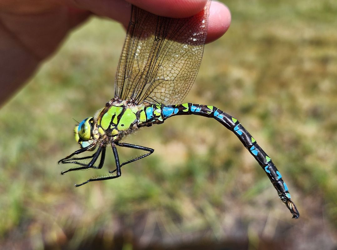 Aeshna cyanea  - Claudio Foglini