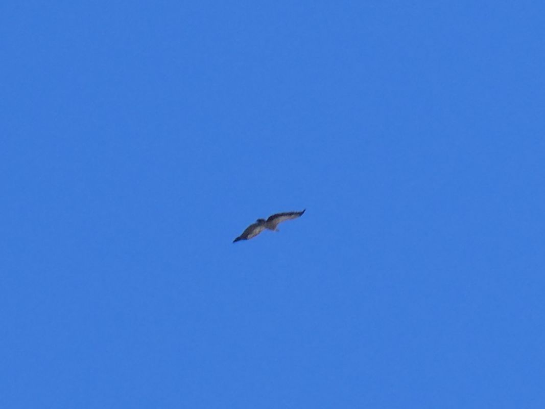 Vautour fauve 