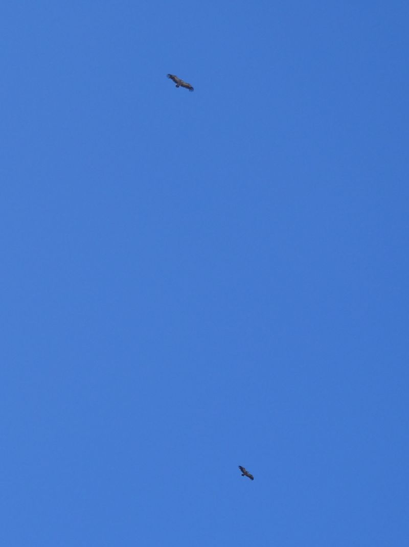 Vautour fauve 