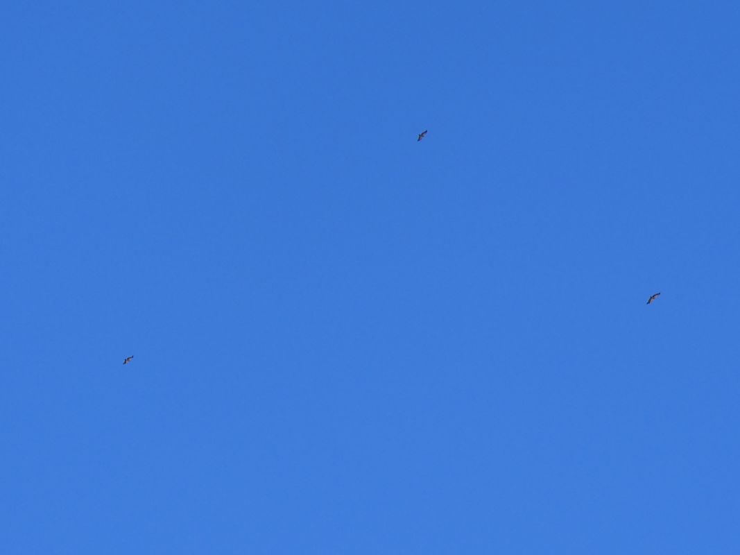 Griffon Vulture 