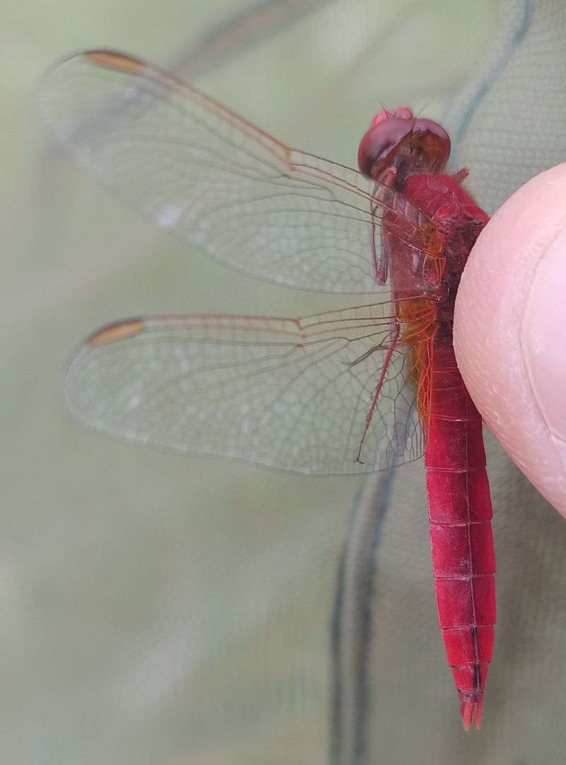 Crocothemis erythraea  - Battisti Andrea