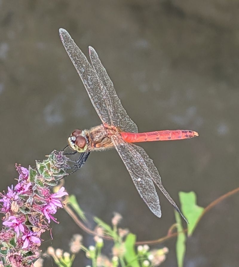 Sympetrum depressiusculum  - Andrea Verdelli