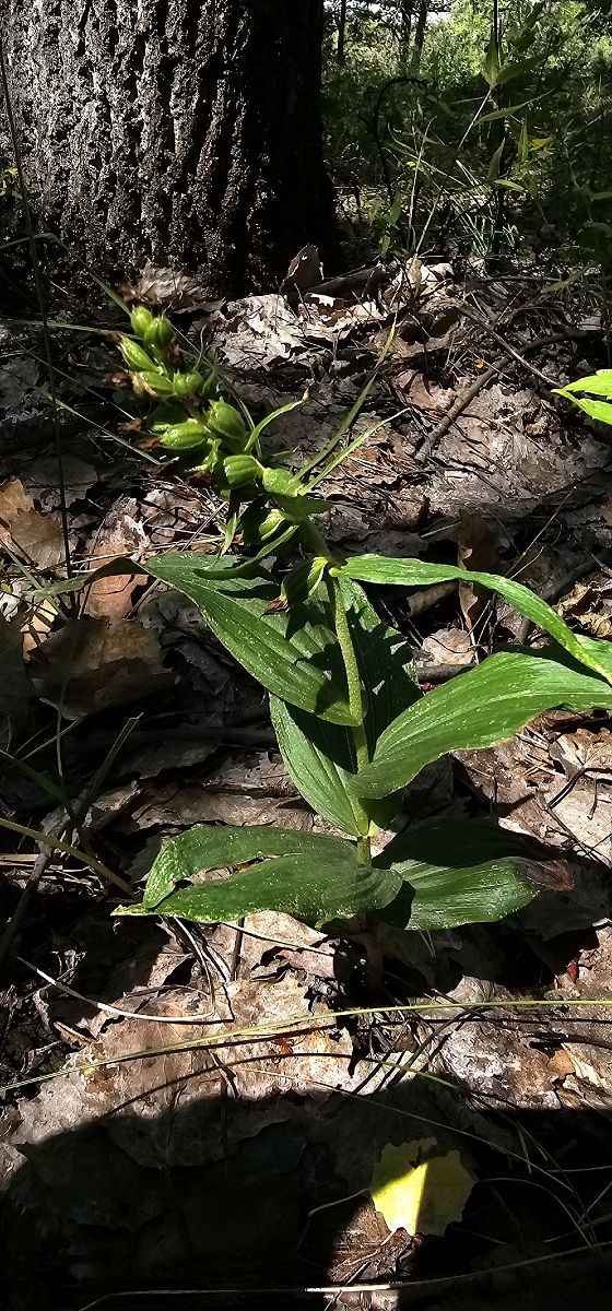 Epipactis leptochila  - Claire Perrachon