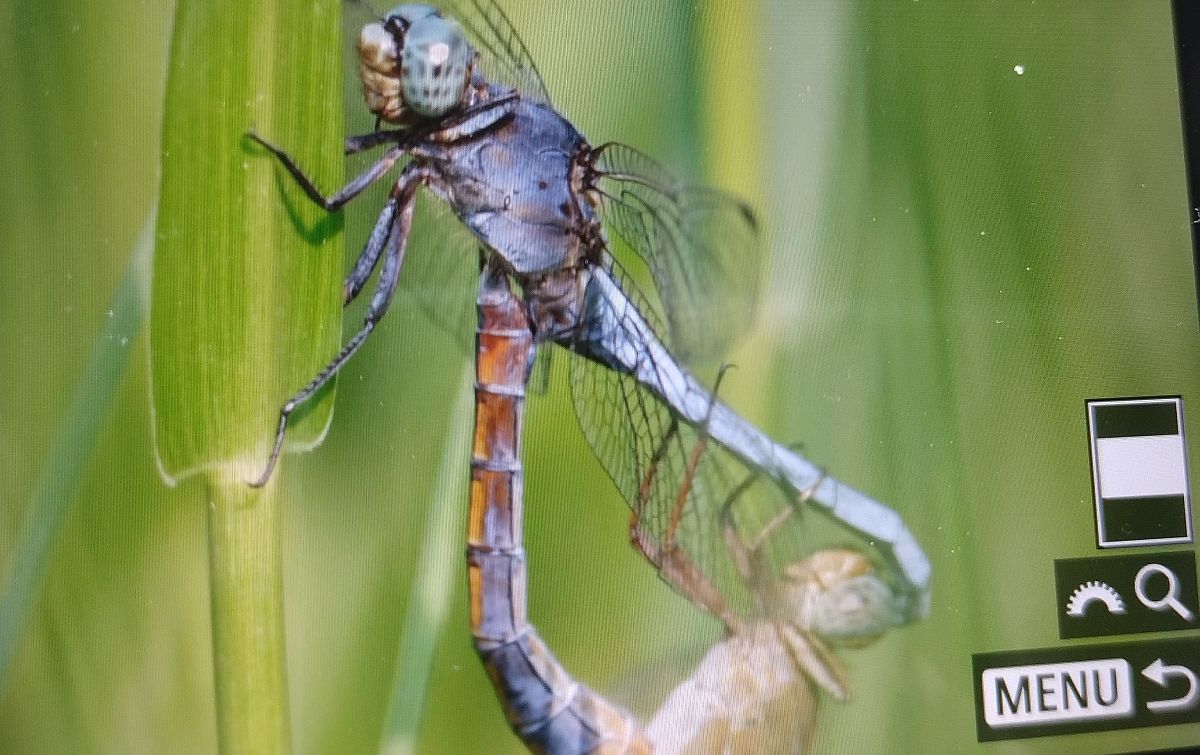 Orthetrum coerulescens  - Battisti Andrea