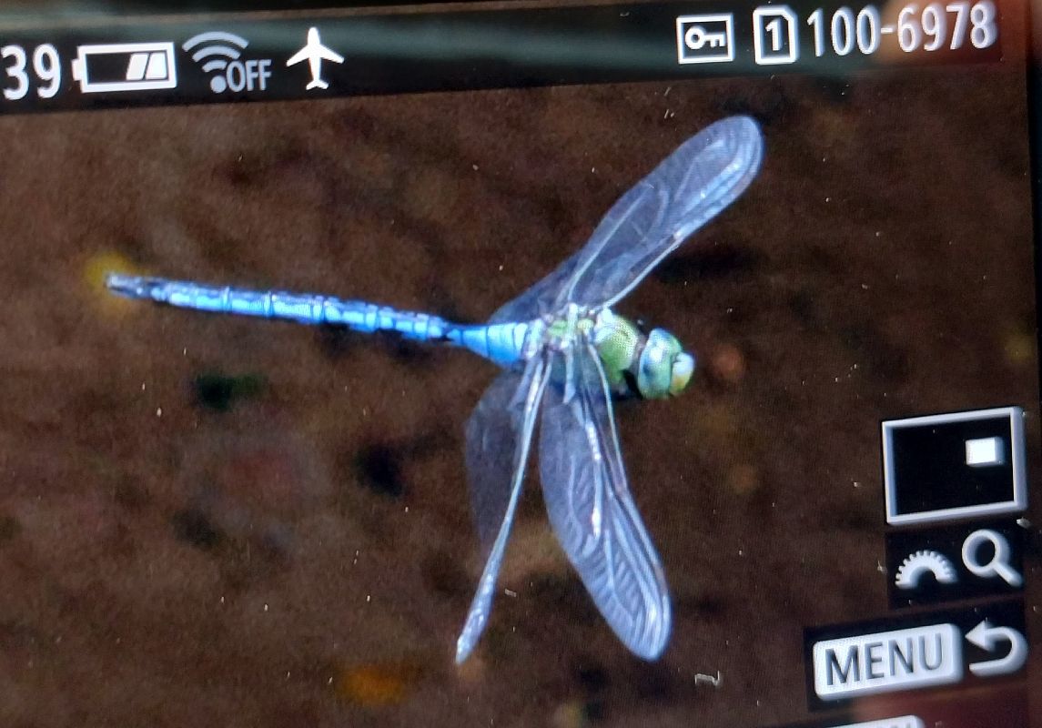 Anax imperator  - Battisti Andrea
