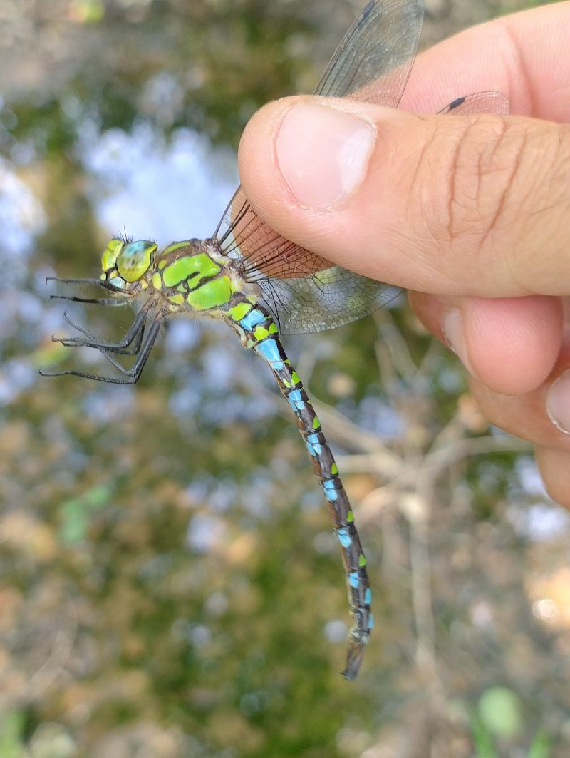 Aeshna cyanea  - Battisti Andrea