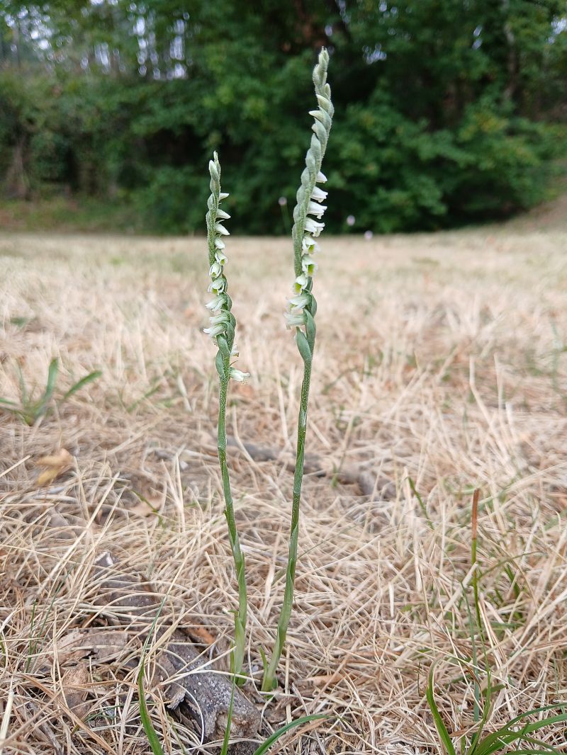 Spiranthes spiralis  - Alain Falvard