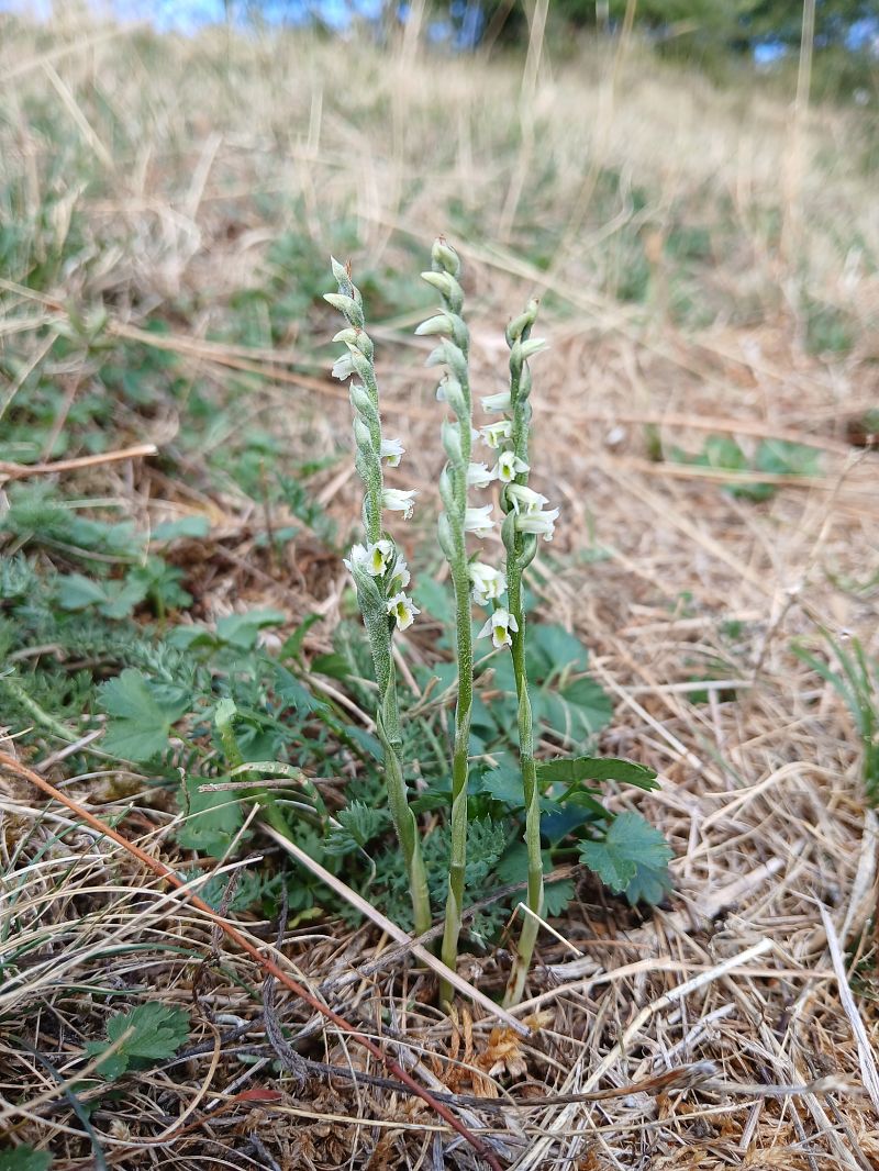 Spiranthes spiralis  - Alain Falvard
