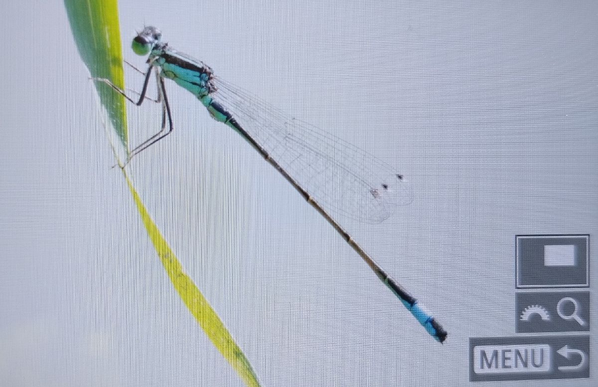 Ischnura elegans  - Battisti Andrea