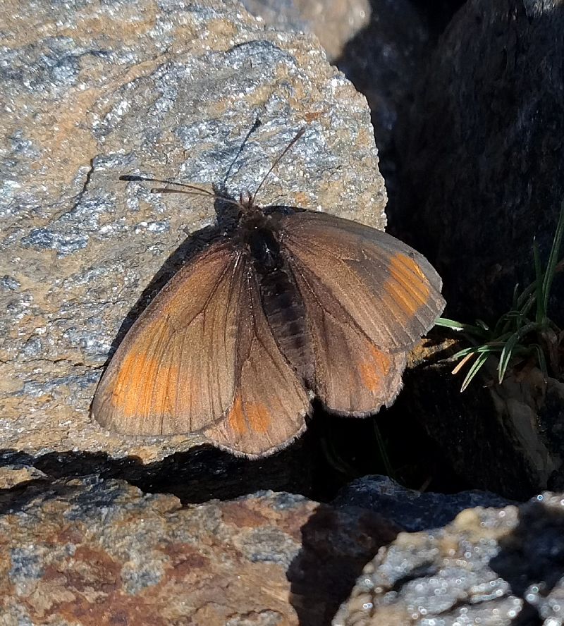 Erebia pluto  - Battisti Andrea