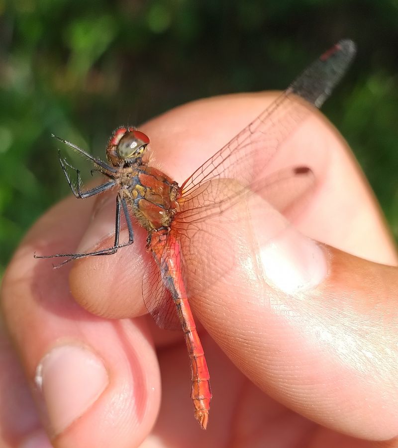 Sympetrum sanguineum  - Battisti Andrea