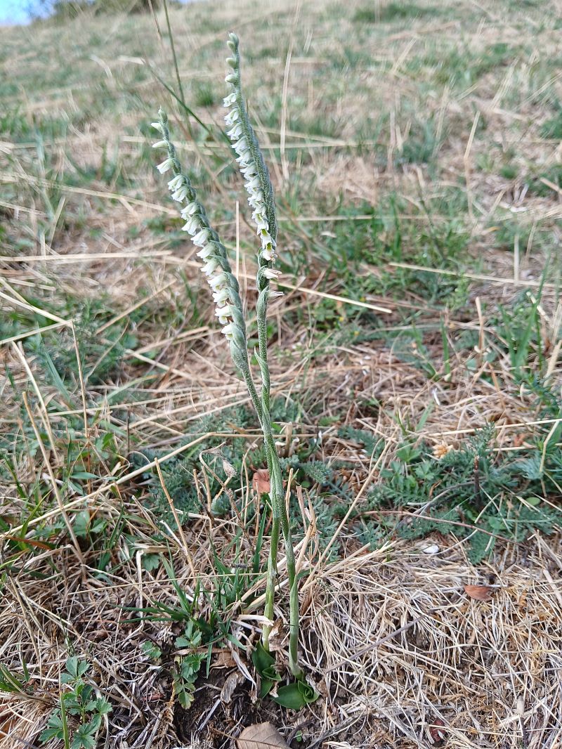 Spiranthes spiralis  - Alain Falvard