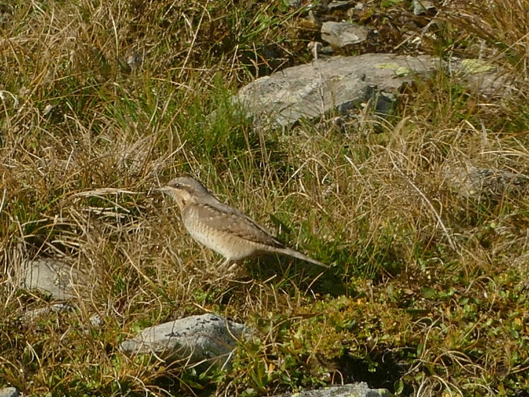 Eurasian Wryneck  - Joachim Anger